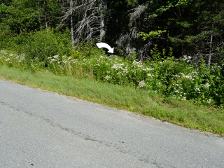 Looking toward the boulder N of the road.