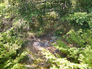 The disk is nearly hidden at the base of fir trees.