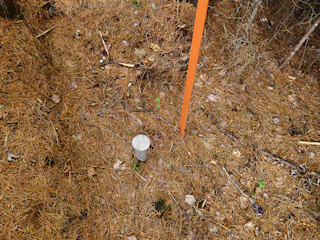 Eyelevel view of the disk surrounded by evergreen needles.