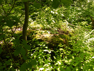 Eyelevel view of the disk on the boulder.