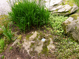 Eyelevel view of the disk in the embedded boulder.