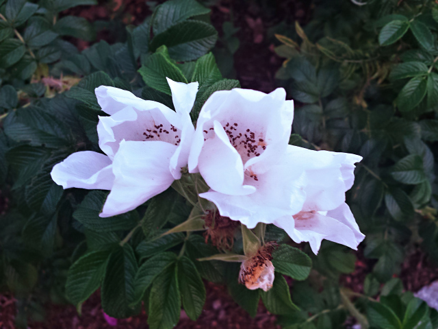 White sea roses at L.L. Bean