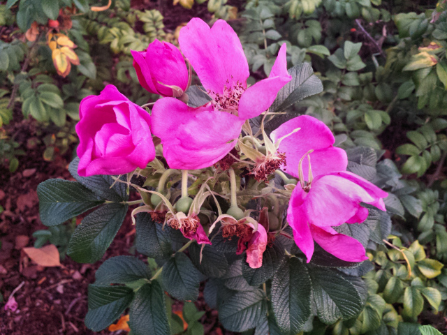 Pink Sea Roses