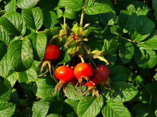 Rosehips in detail