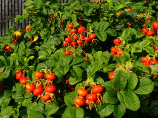 Rosehips! In September we can see some roses still hanging on, while on most of the bushes the fruits have formed.