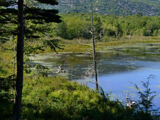 Some swampy areas at the edge of Bear Brook Pond