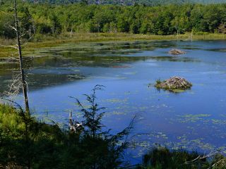 Easy to see how the pond got its former name: Beaverdam Pool!