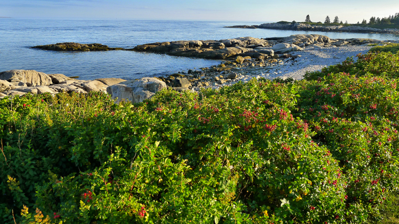 Colorful scenery at Schoodic