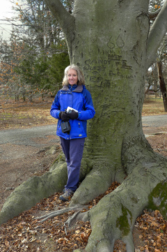 Dwarfed by the beech tree.