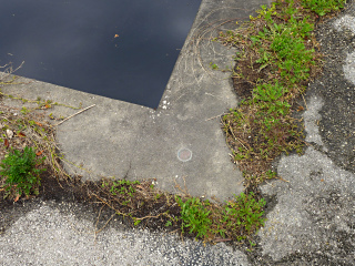 Eyelevel view of the disk on the corner of the marina seawall.