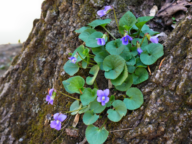 Spring violets