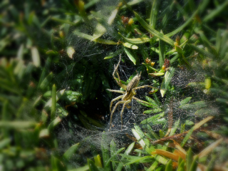 Busy spider on a dewy early-morning web