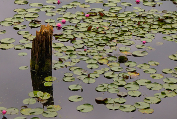 Bright pink water lilies add some extra color