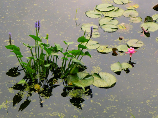 Pickerelweed adds a dash of purple