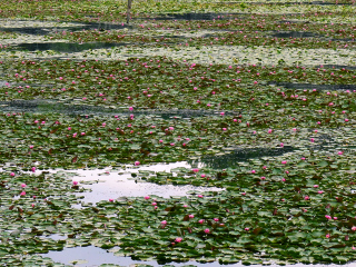 A mosaic of lilypads