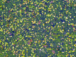 Duckweed mélange—looks good enough to eat!