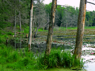 The trail follows the very edge of the pond