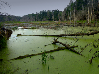 Abundant algae under gray skies makes for a spooky scene