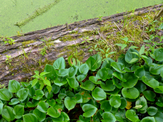 This looks like a good habitat for bog vegetation, like pitcher plants, but we didn't find any