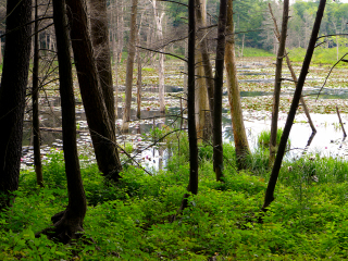 Dark to light, from the woods to the pond