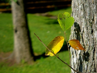 Bright colors on a baby branch