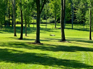 A view through the trees