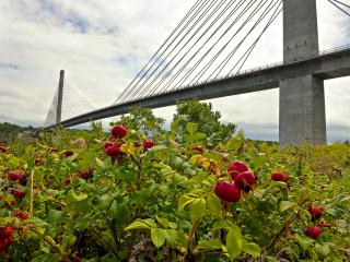 Penobscot Narrows Bridge & Observatory, Scene