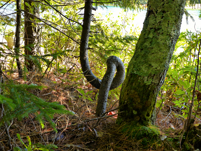 A crooked tree along the Jordan Pond Trail