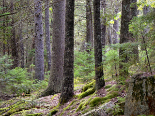 Eagle Lake Carriage Road, Scene