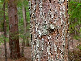 Eagle Lake Carriage Road, Scene