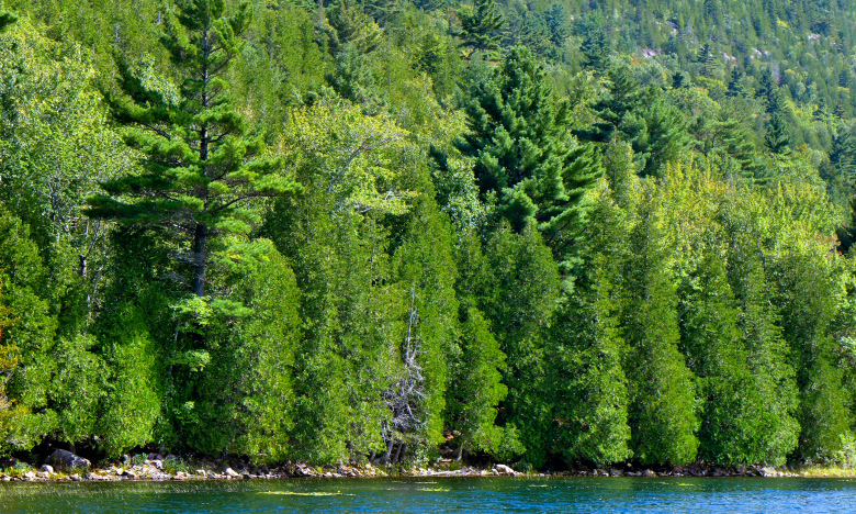 Bubble Pond Shore, Scene