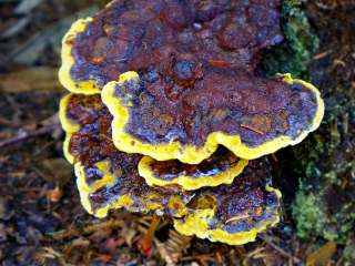 Some polypore