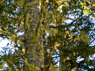 Spanish moss!