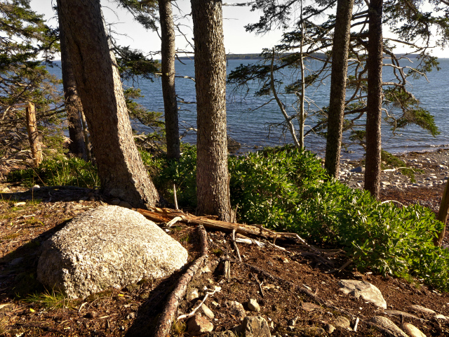 Along the Old Bass Harbor Lighthouse Trail