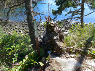 Eyelevel view of the boundary disk and witness post.