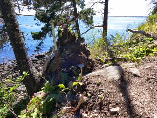 Looking S from the trail toward the ocean.