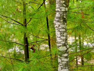 Birch and pines along Kebo Street