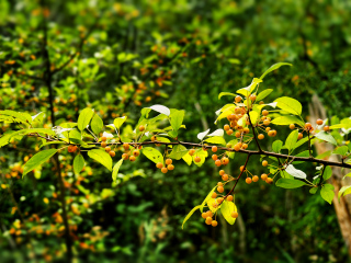 Yellow-orange berries along Jesup Path