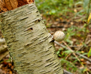 Emerging birch polypore, Jesup Path