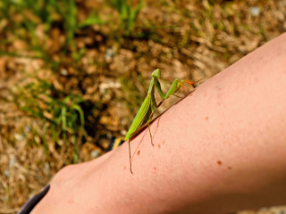 A friendly praying mantis