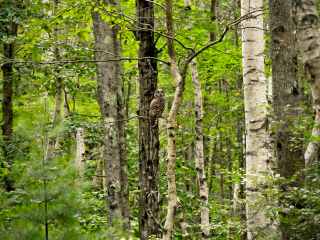 Barred owl just off the Jesup Path