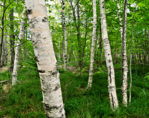 Paper birches