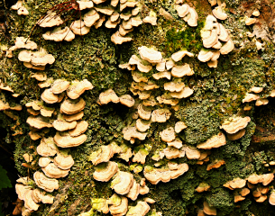 Fungi & lichen on bark