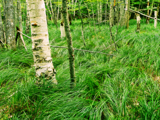 Birch and grasses