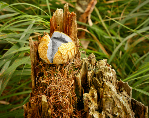 Unusual fungus with purple interior