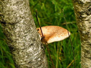 More mature birch polypore