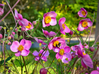 Colorful scene in front of Bar Harbor Manor