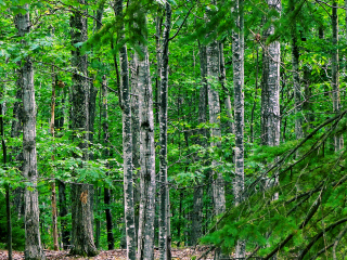 Woodland scene along Kebo Street