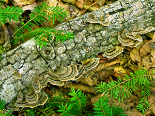 Turkey tail fungus