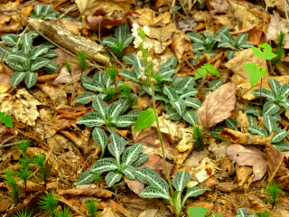 Downy rattlesnake plantain, flower stalk